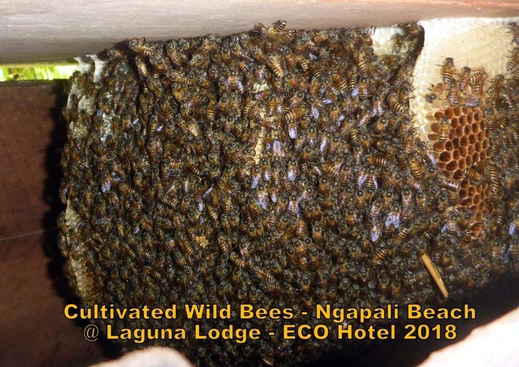 Oliver'S Laguna Eco Lodge Hotel Ngapali Kültér fotó